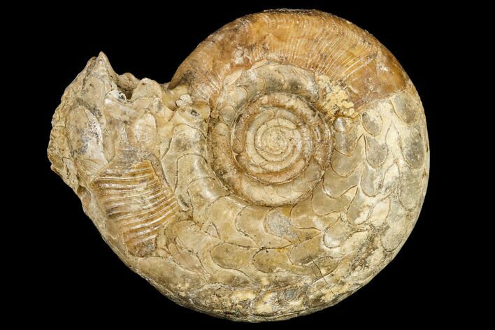 Cretaceous Ammonite (Buchiceras) Fossil - Peru #113152